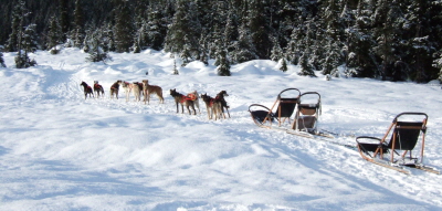 Dog team