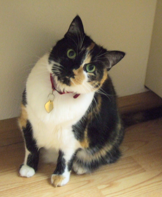 Cat named April