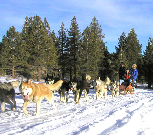 Dog sled team