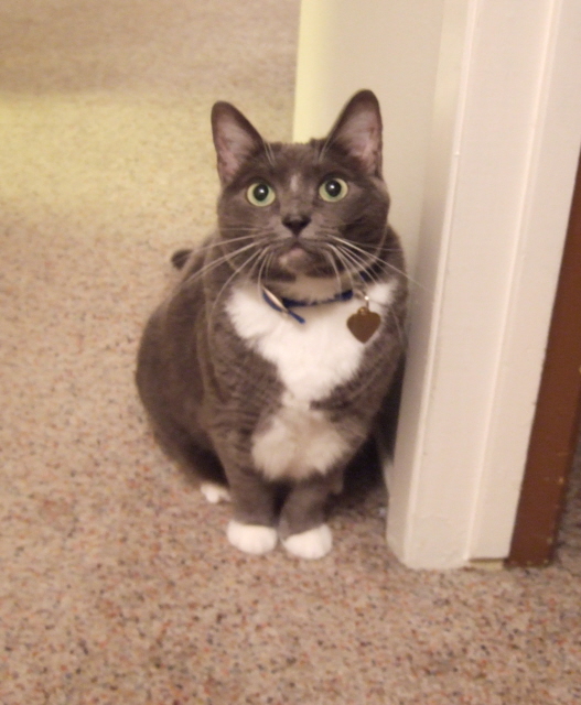 Cat named Madeline