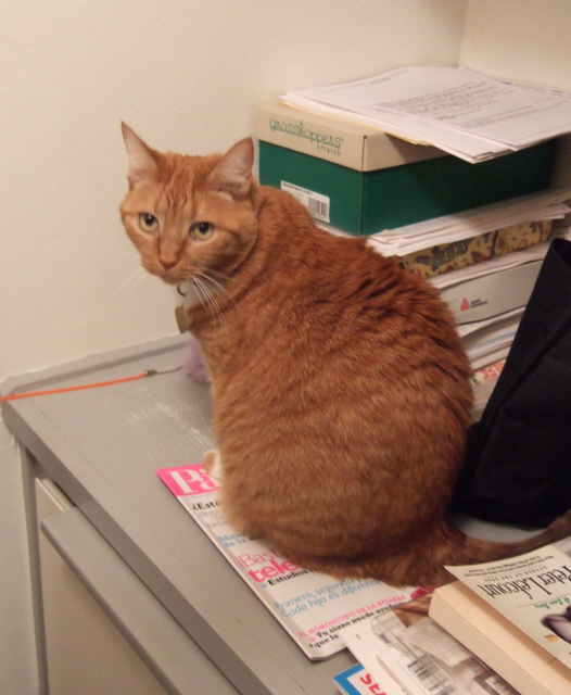 Cat named Tigger
